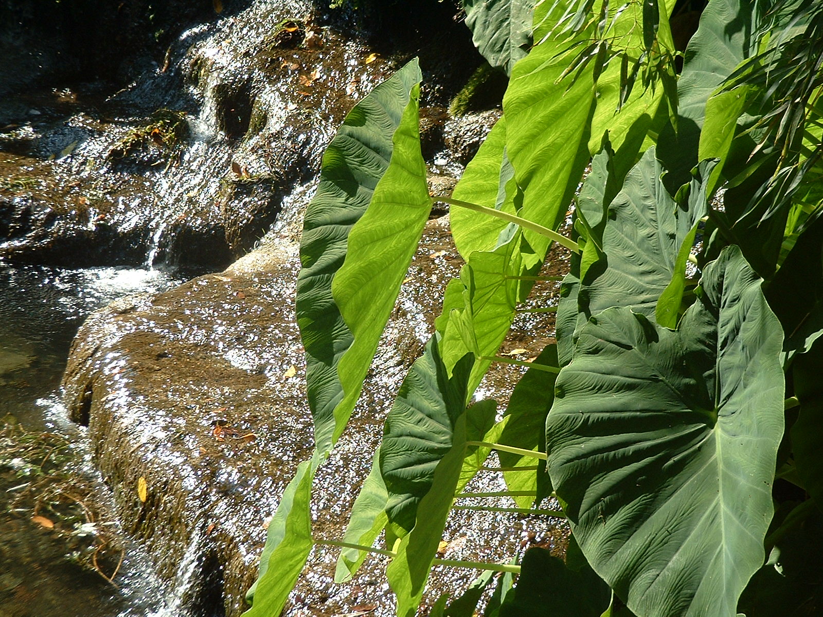 email an GARTENPATINA - Ihr Partner f&uuml;r Freiraumplanung ...